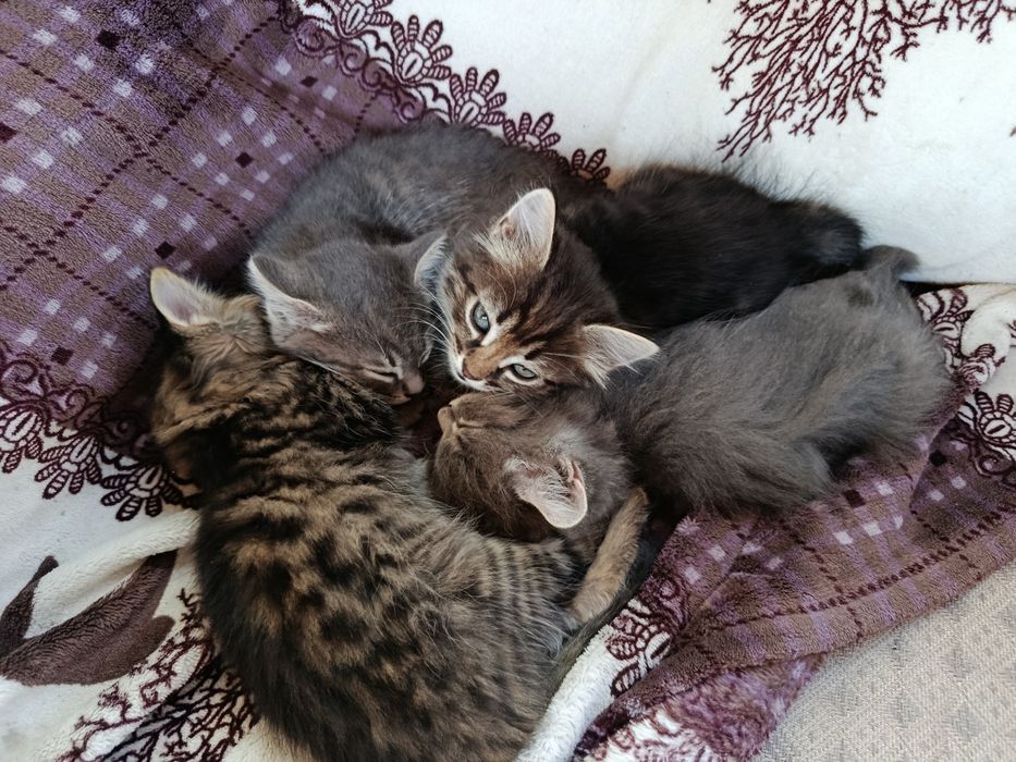 Котята в добрые руки!