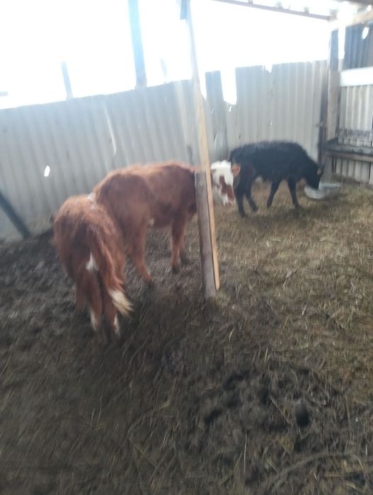 Бузау ургашы бузау сатылады