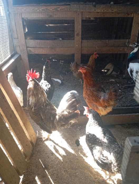 Продавам домашно гледани кокошки петли пуйки пуяци хомогорски гъски