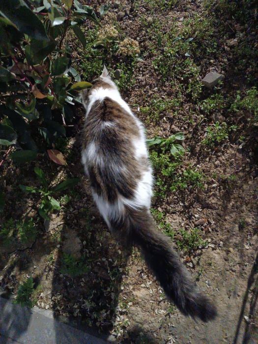 Бело-серая пушистая кошка ищет любящих хозяев