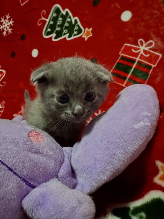 Продаются котята