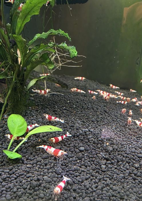 Creveti Caridina Pure Red Line