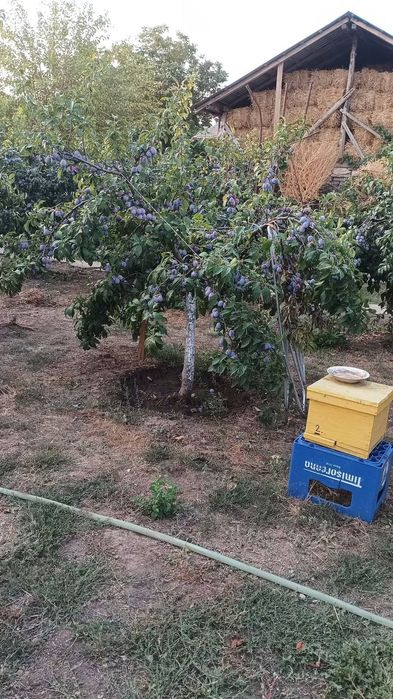 Prune Anaspet de vanzare