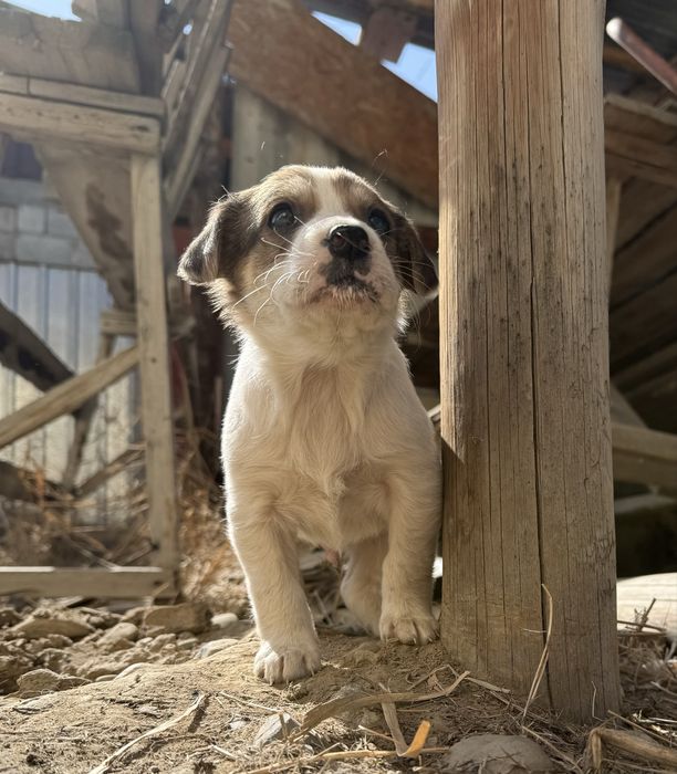 Отдам щенков в хорошие руки