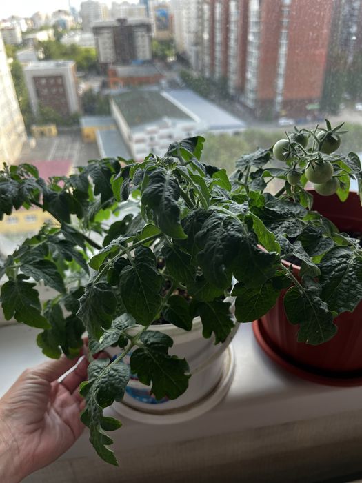 Продам помидоры декоративные