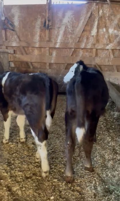 Vand 4 Vitei intarcati pentru crescut ! Exemplare frumoase,