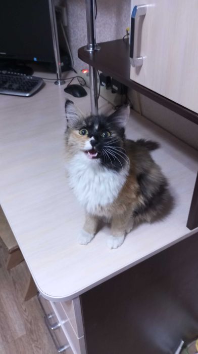 Нашли кошку Хозяин отзовись