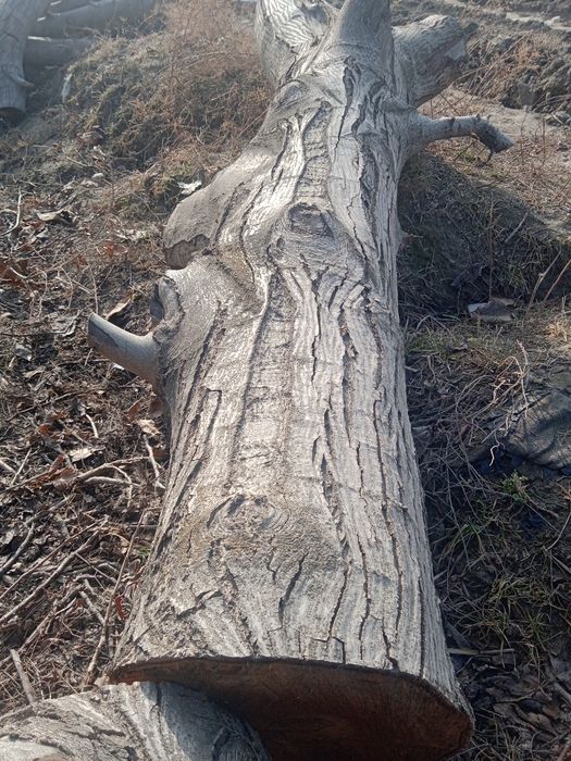 Yong‘oq daraxti sirochni sotiladi