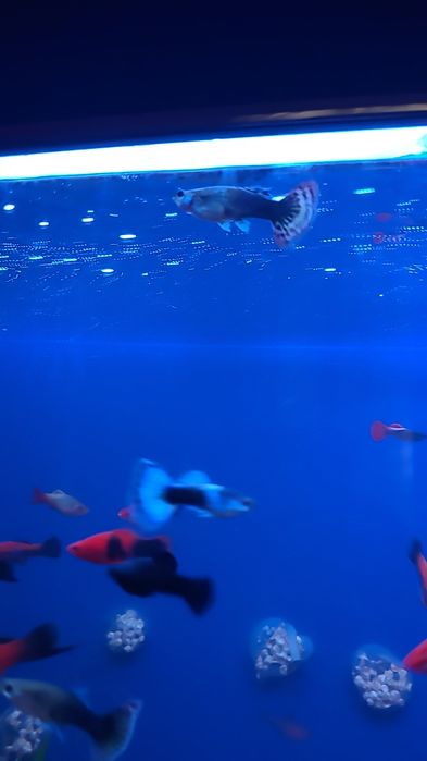 Baliqlar juda ko'p medniy asartimentlari bor  manzil uch tepa tumanida