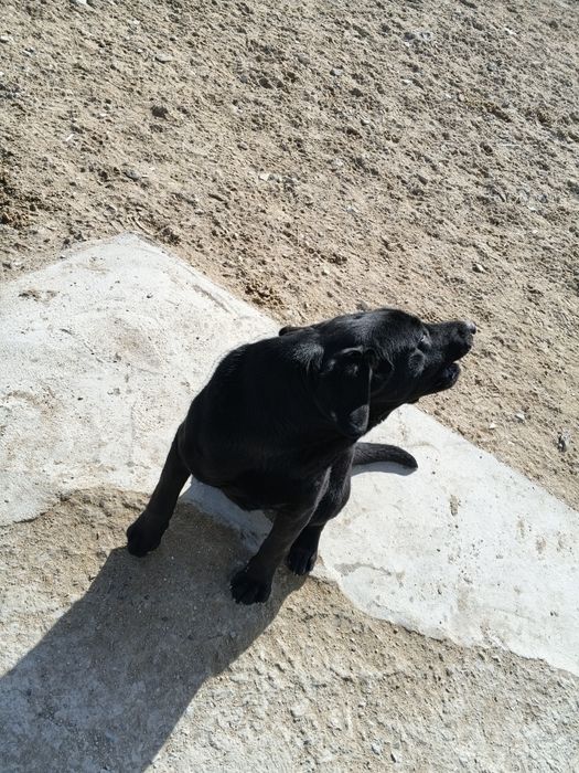 Собака породе Лобродор ретривер чёрного окраса.