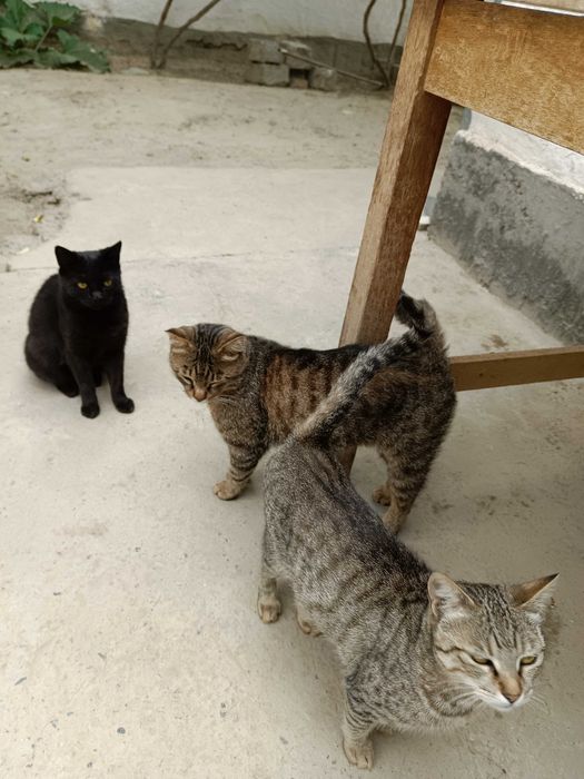 Кошечка домашняя, Мушуклар