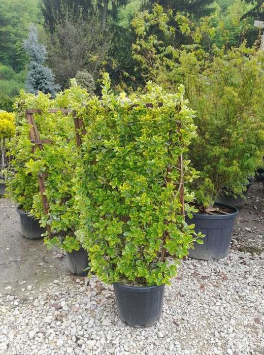 Plante pentru Gard Viu Dens – Transport și Montaj la Tine Acasă