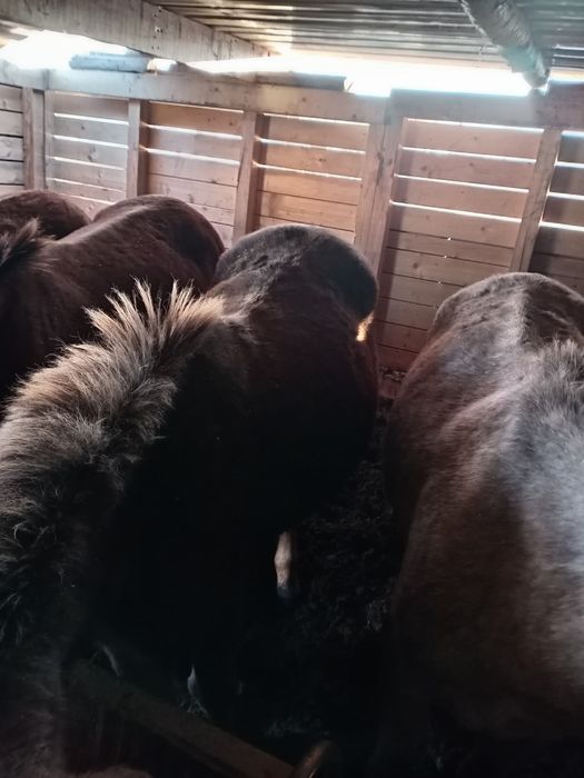 Соғымға Тай, Құнан, Бие сатылады