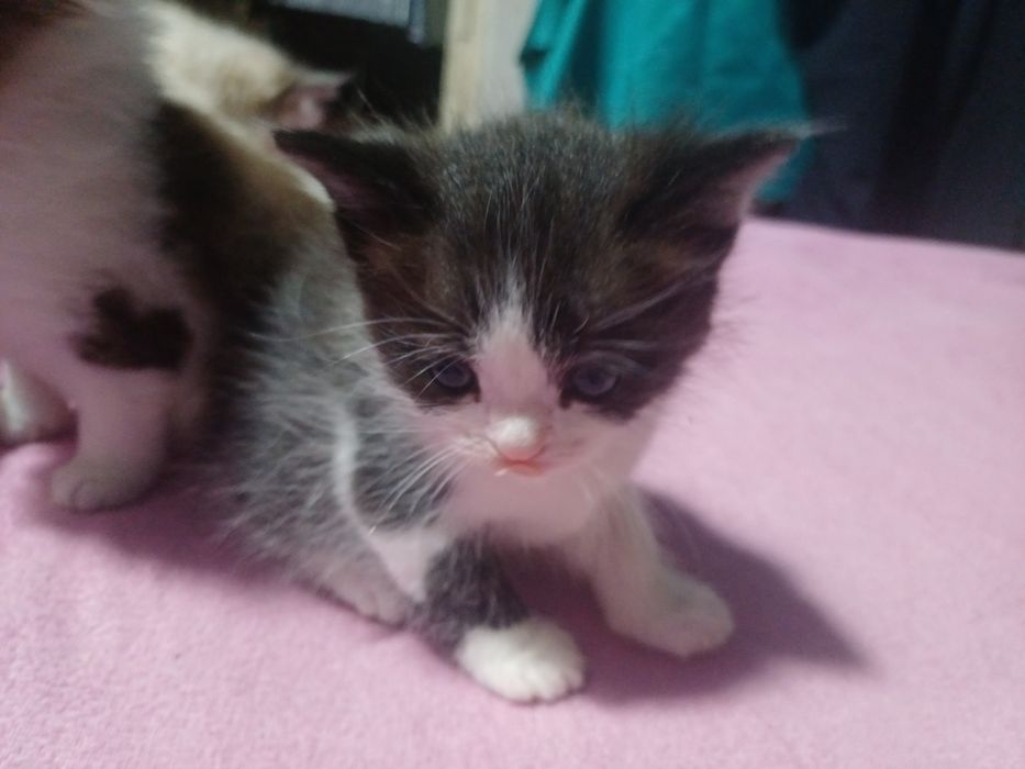 Котята ищут хозяев