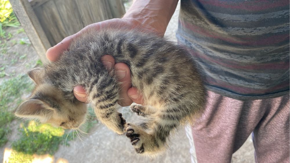 Продам шотландских котят