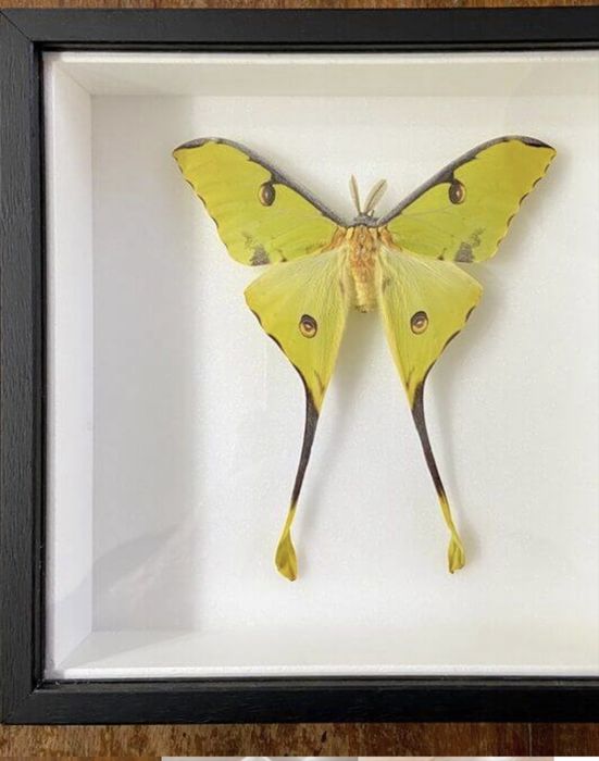 Rama calugarita fluture rari 110 euro bucata cadou inedit.