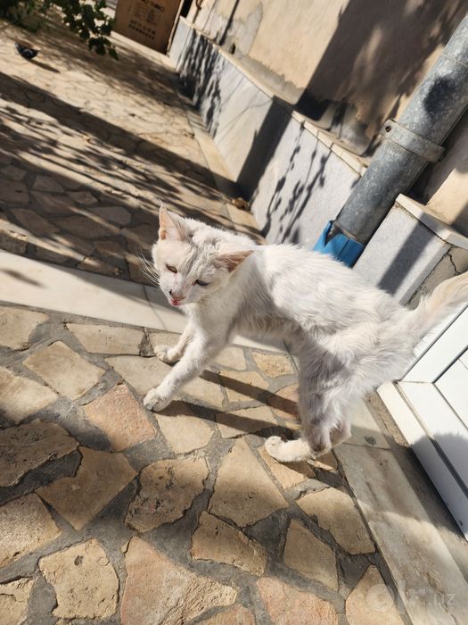 Милые, домашние котята ищут новый дом (Отдам даром).