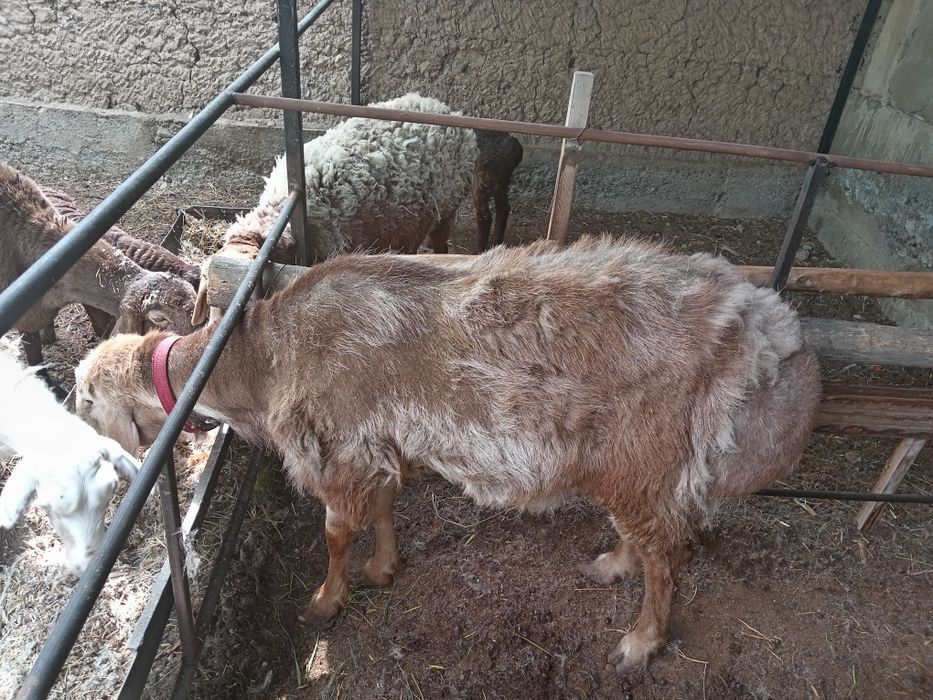 Зоти кучкор Арашан