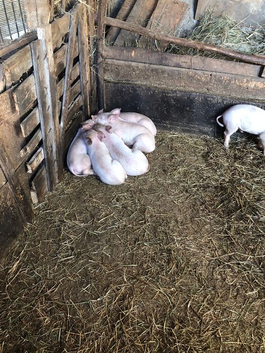 Продам месячных поросят