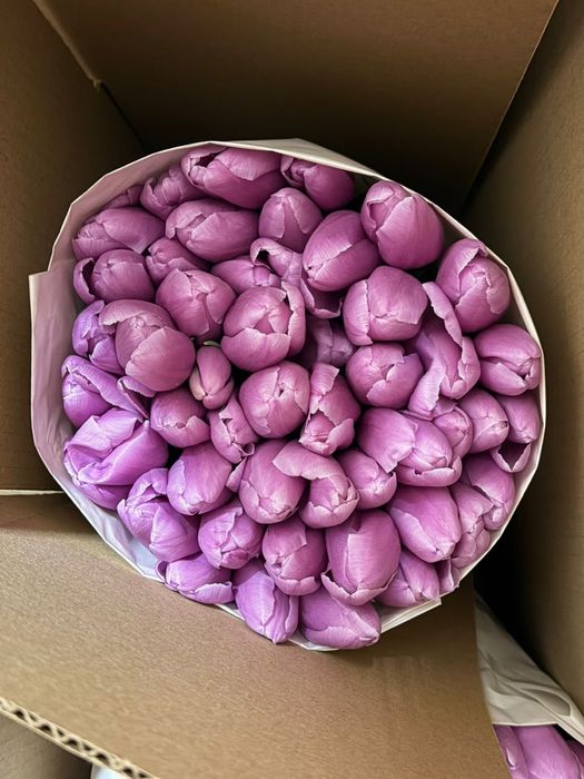 Тюльпаны по 650 за штуку