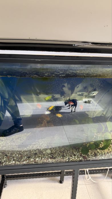 Оборудван аквариум 160л