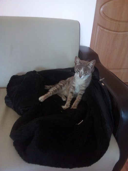 Кошечка в добрые руки