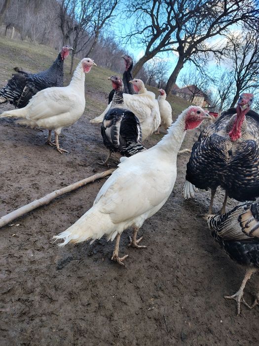 Curci românești de vanzare