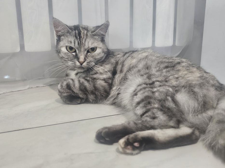 Отдам в добрые руки кошечка смесь британки