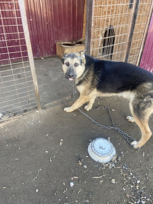 Кабель немецкая авчарка.