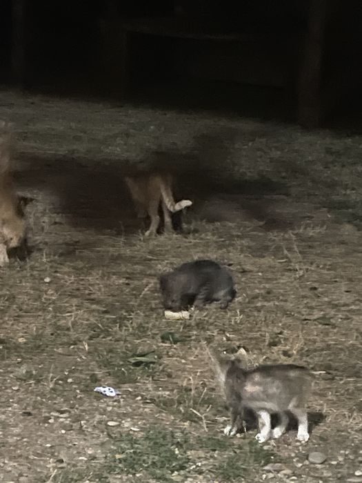 Donez puiuti de pisica , mama lor este amazoniana de padure