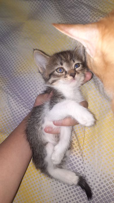 Отдам котят в добрые руки