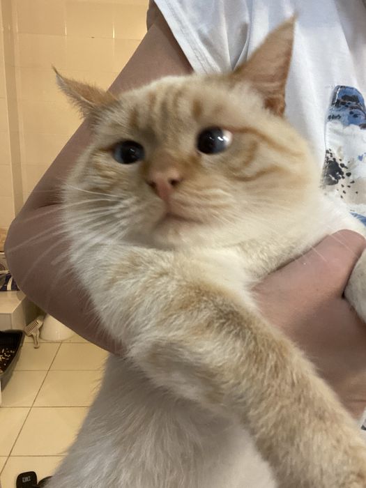 Котик в добрые руки