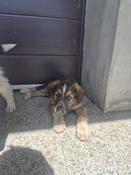 Adoptie catei Cluj-Napoca