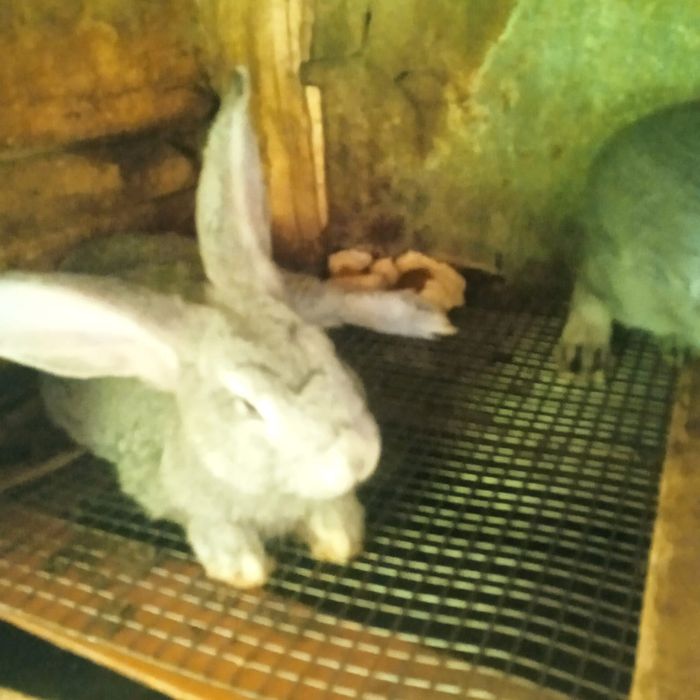 Крольчата породы великан