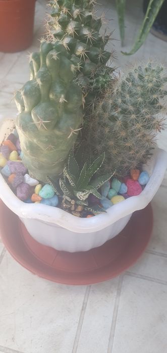 Коллекциные кактусы