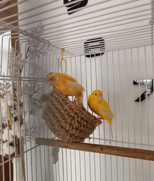 Птичка канарейка