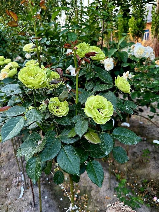 Штамповий роза гулларимиз сотувга таййор. 1-2-3 йиллик