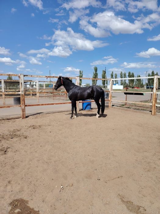 Ахалтекинская жеребец продаётся