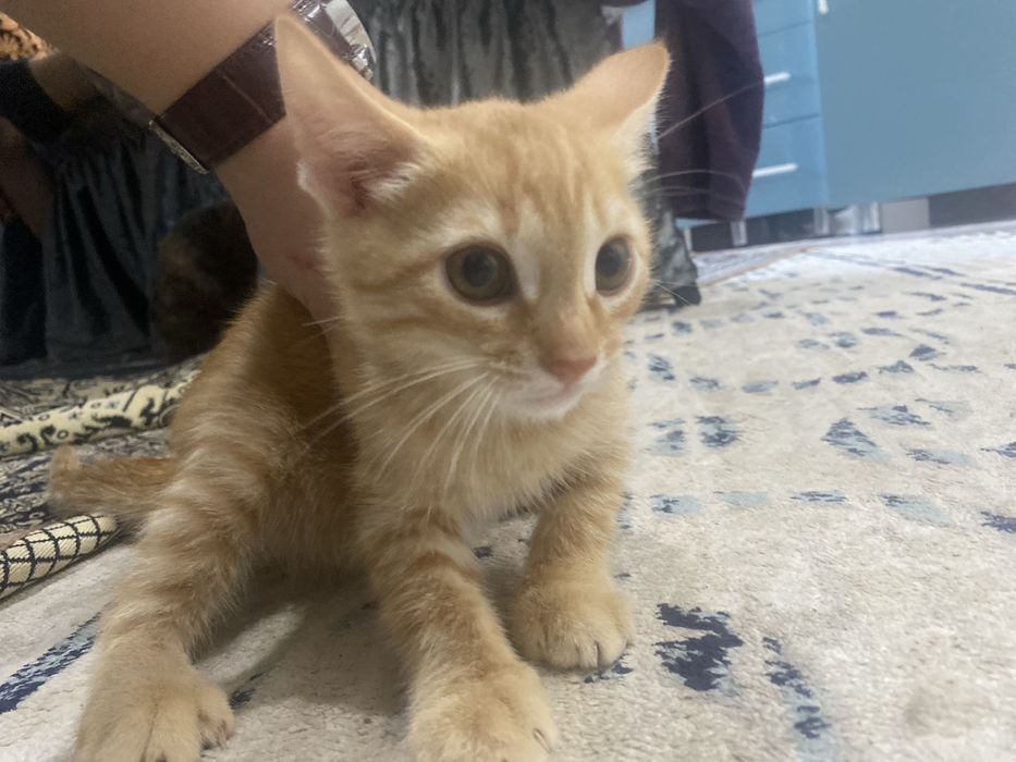 Котик за даром