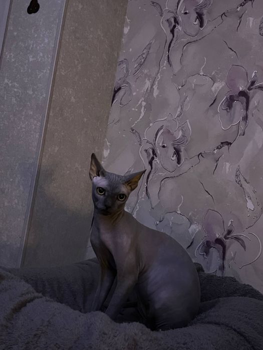 Вязка чистокровный канадский сфинкс