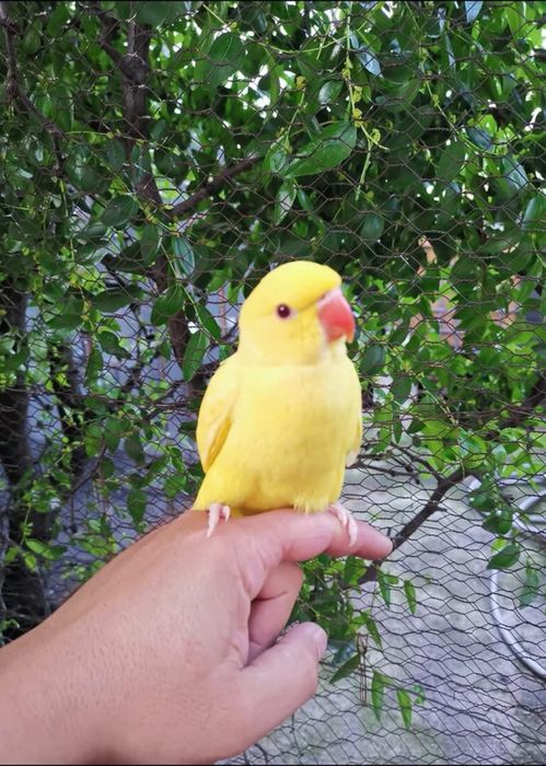 Papagali vorbitori pui blanzi Micul Alexandru Alexander