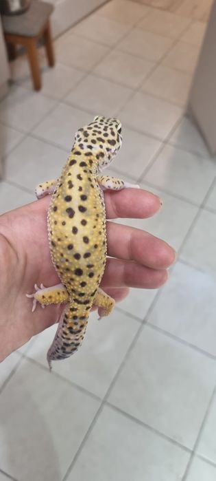 Детёныши эублефара редкой морфы забронировать