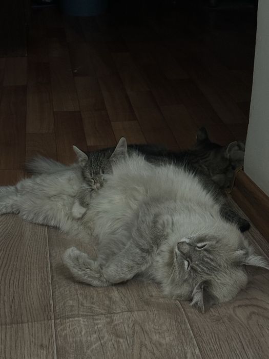 Котёнки в добрые руки