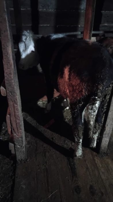 Продаются телята