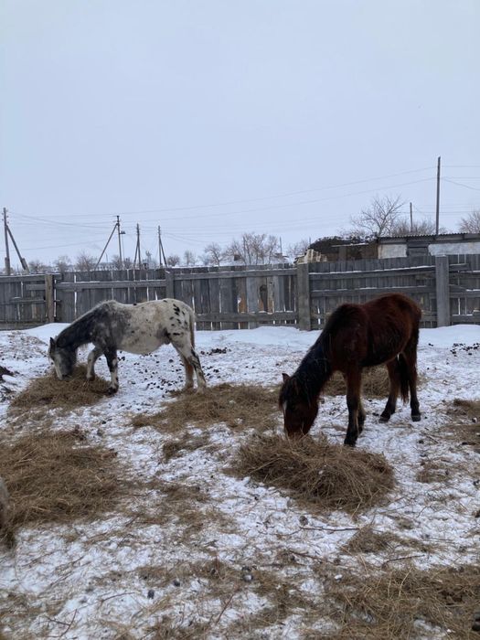 Продам лошадей тай