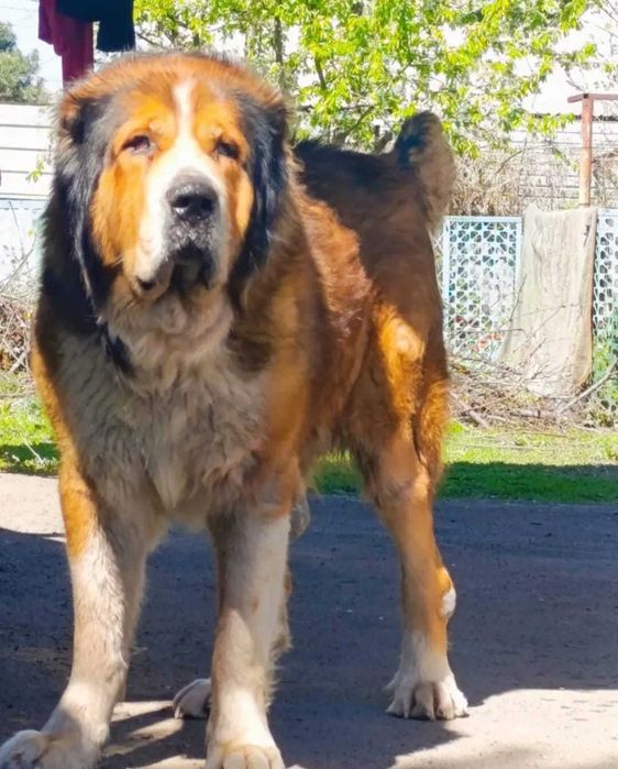 Сука 2 года дочка Буча 2