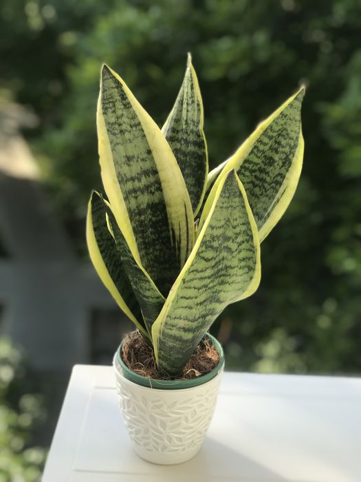 Комнатные цветы недорого