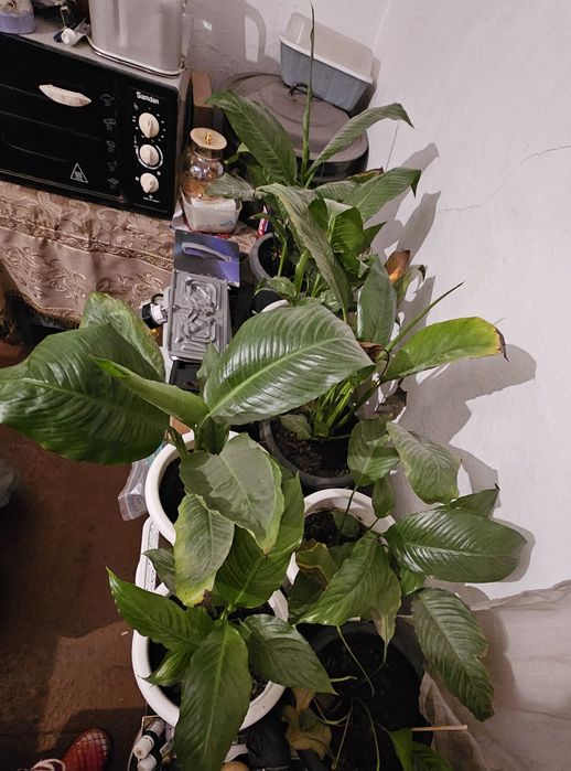 Цветок женское счастье