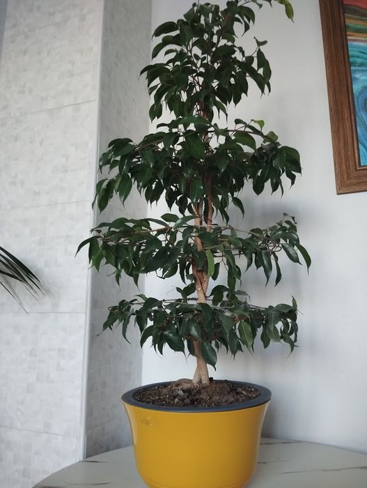 Фикус Бенджамина