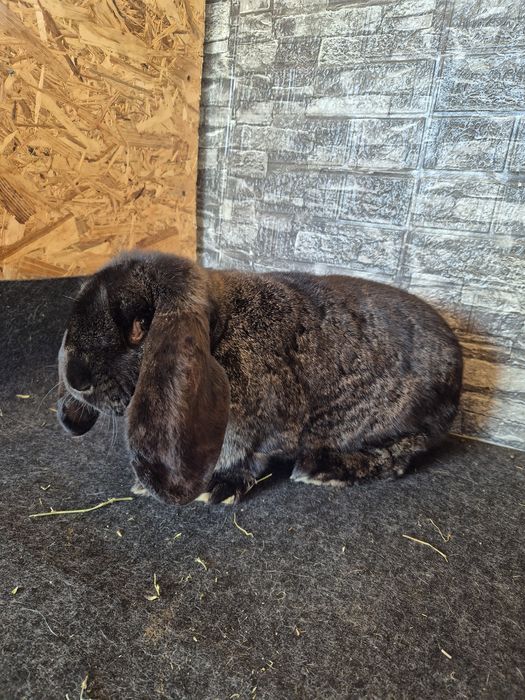 Femela Berbec German Matura